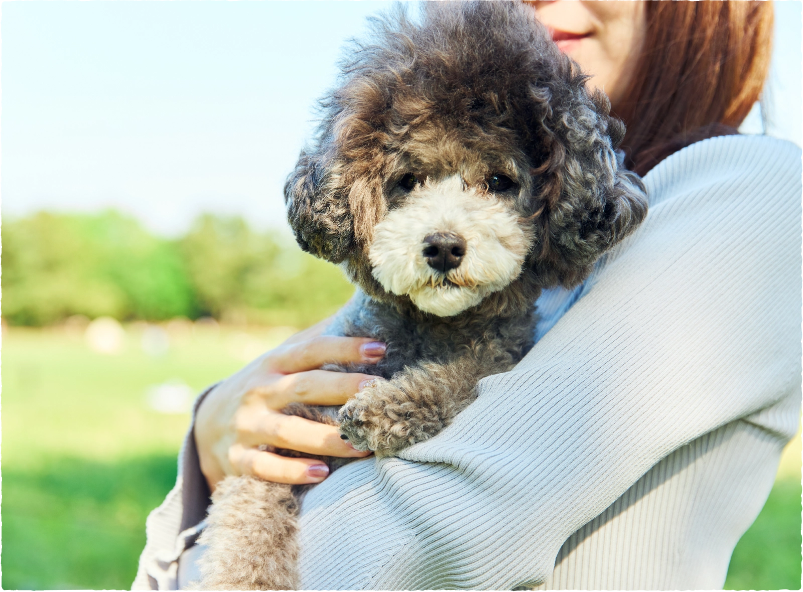 リンパ腫の犬にもやさしい和漢植物をふんだんに使用した高級ドッグフード