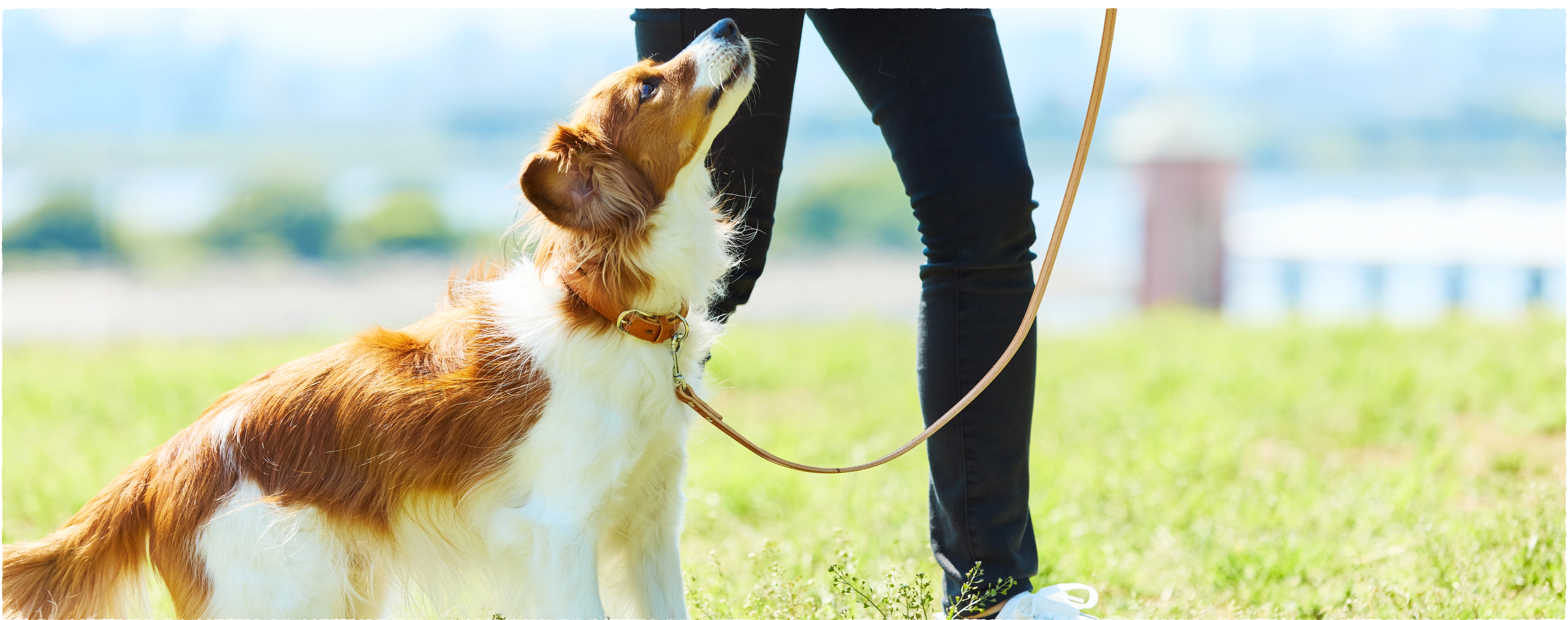心筋梗塞予防を考えたタウリン＆カルニチン配合の特別食