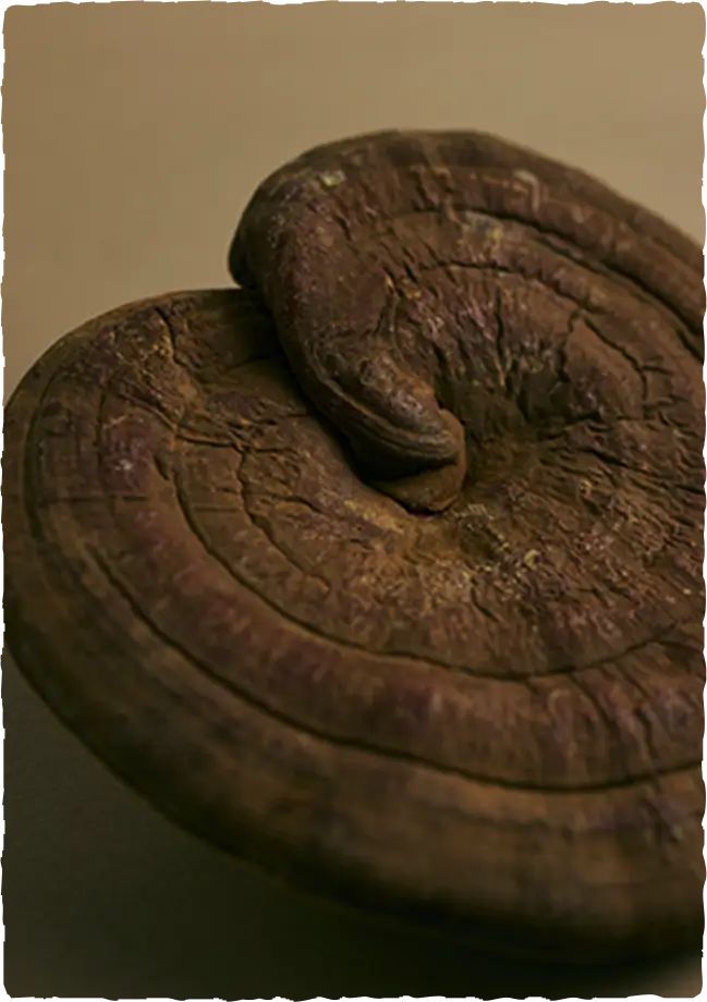 特別療法 sowaka | 躍膳ドッグフード シリーズ　高品質　和漢素材（キノコ）