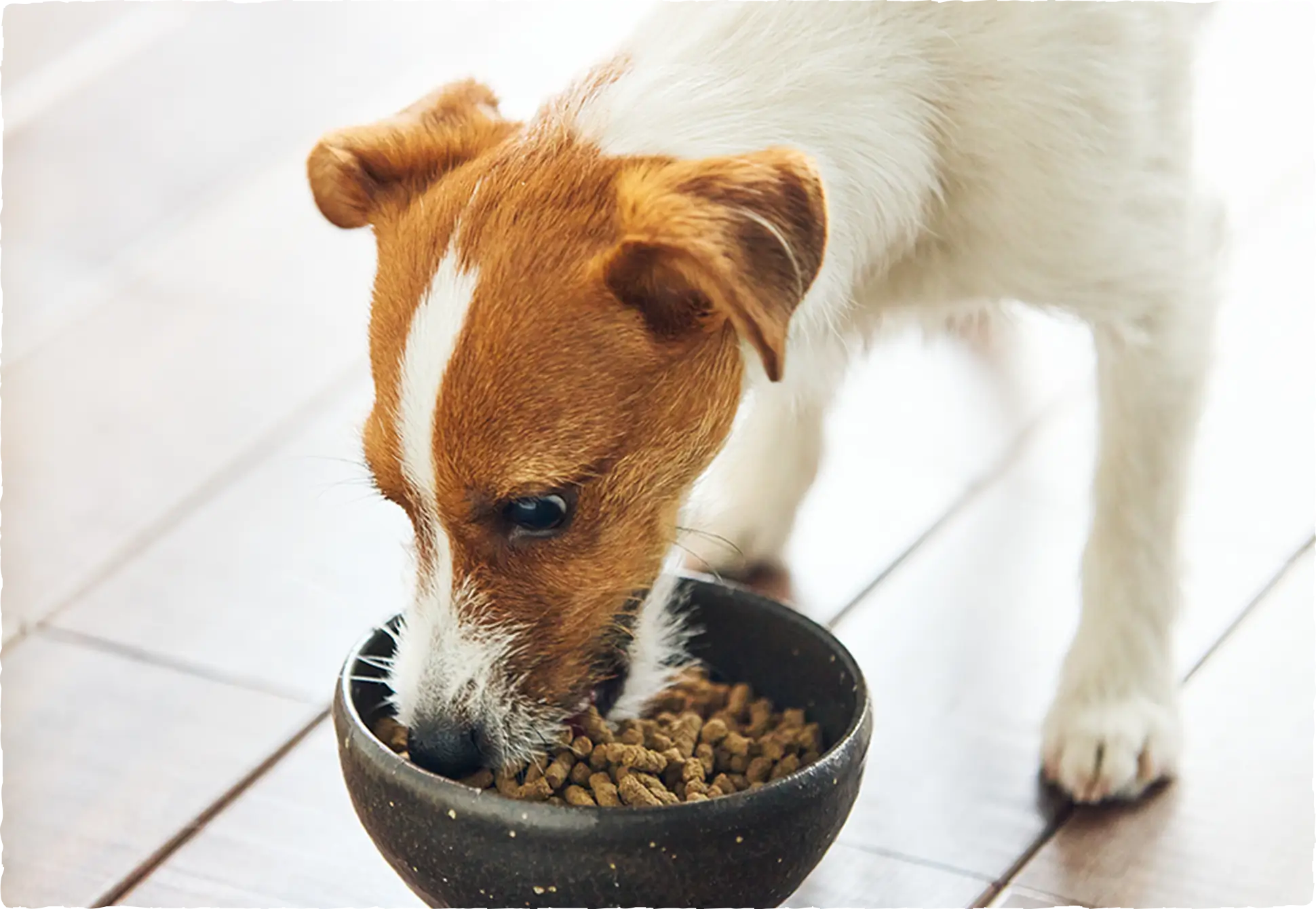 タウリン・カルニチンも補える鹿肉主体の高品質フード【sowaka】