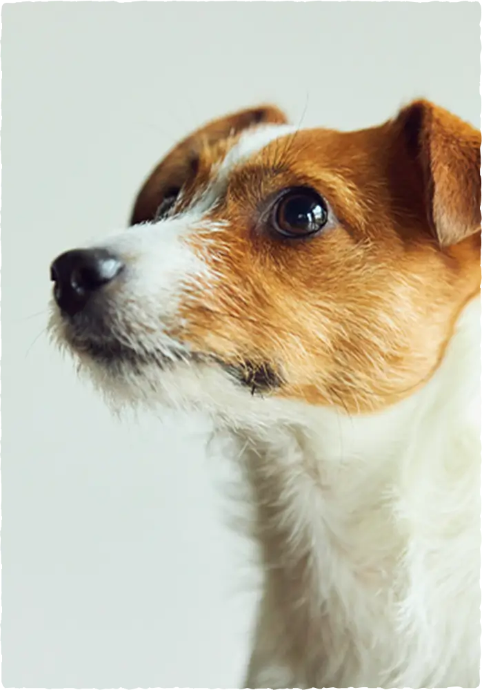 愛犬 | 特別療法 sowaka 躍膳ドッグフード シリーズ