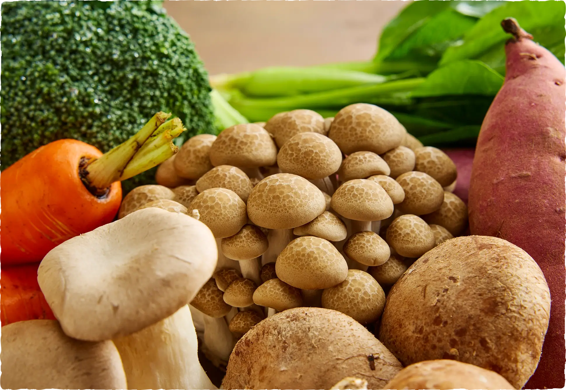 弁膜症や心筋症に悩む愛犬の体を整える高級ドッグフード