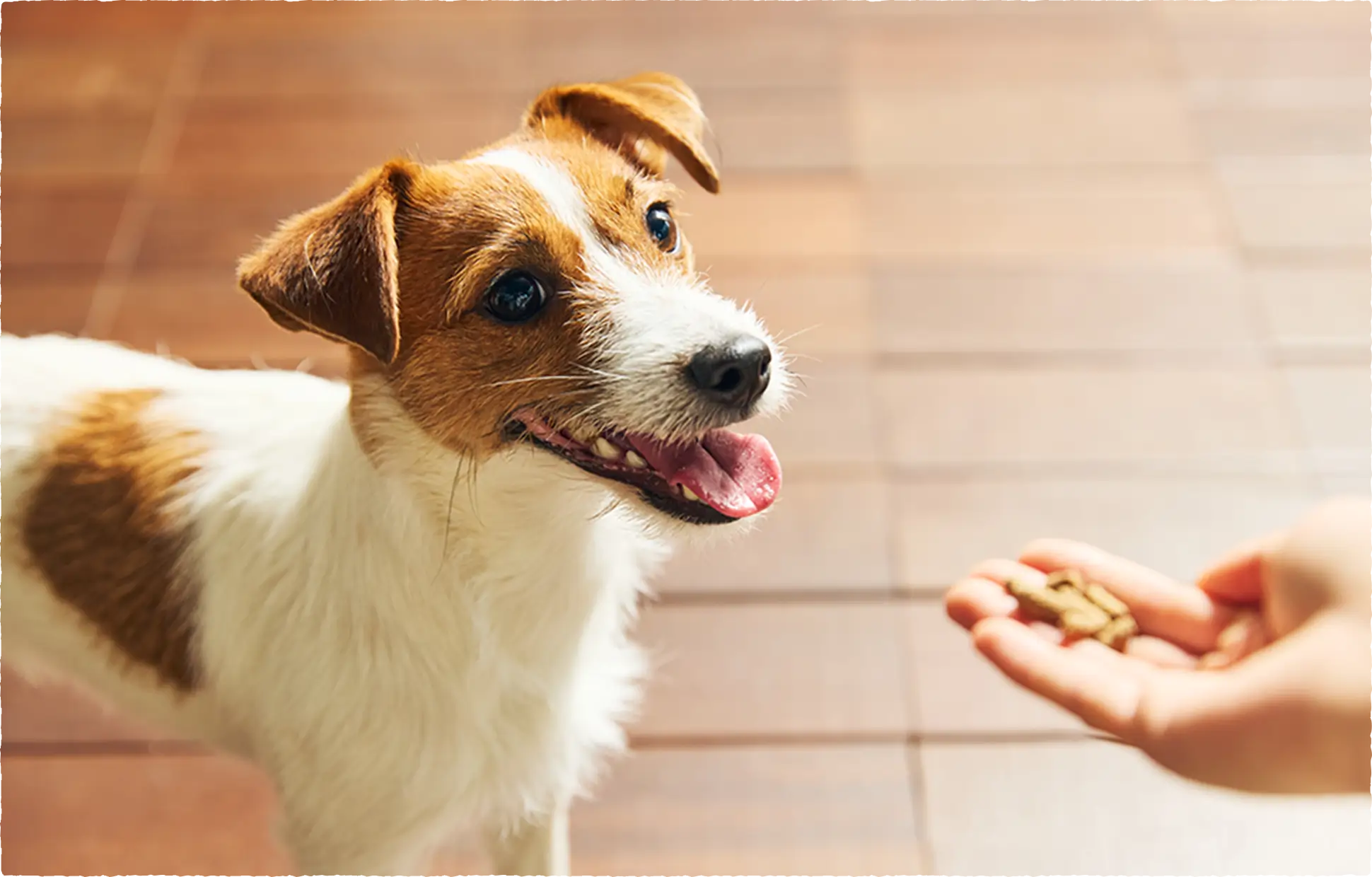 僧帽弁閉鎖不全症と診断された愛犬の毎日に寄り添う和漢フード