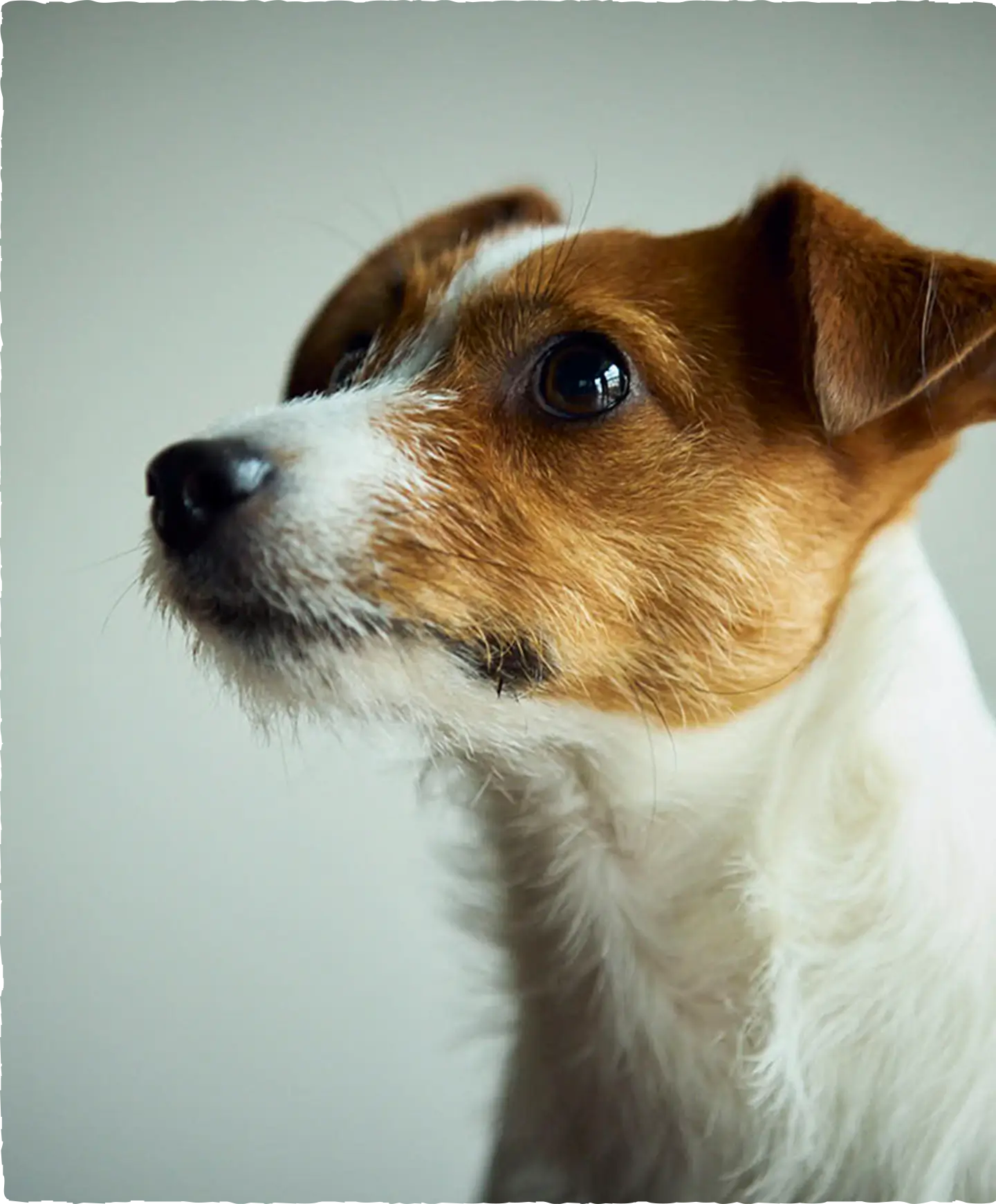 「sowaka」 愛犬 わんちゃん