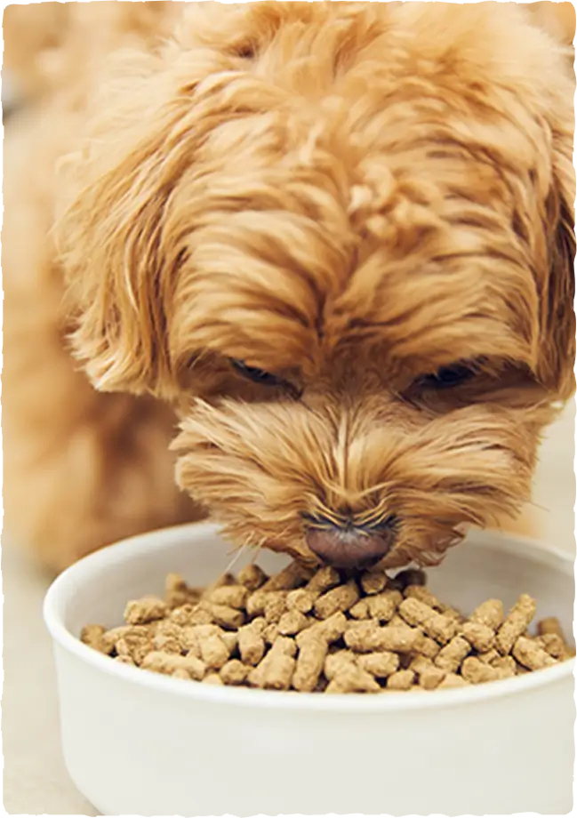 美味しく食べるドッグフード「sowaka」