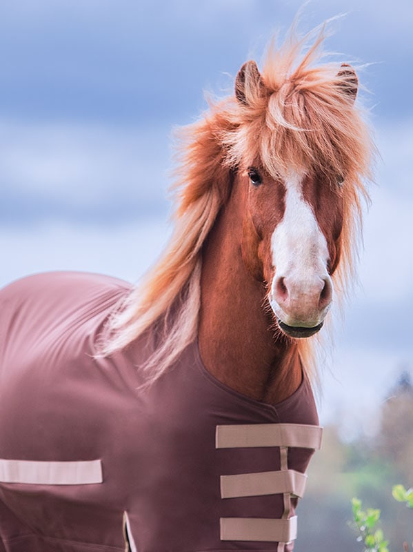 Regendecke Softshell / Walnuss|Karamell