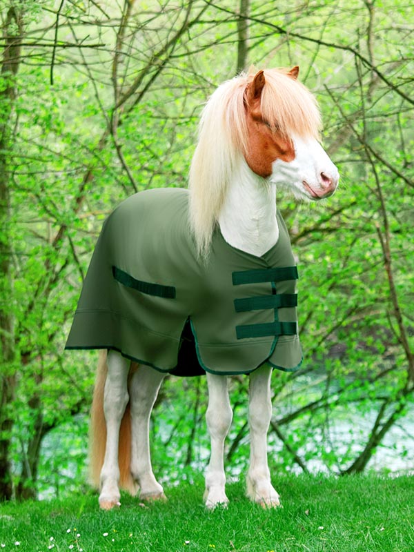 Schlichte, funktionale Regendecke in Grün – schützt Islandpferde vor Auskühlung bei Nässe und Zugluft