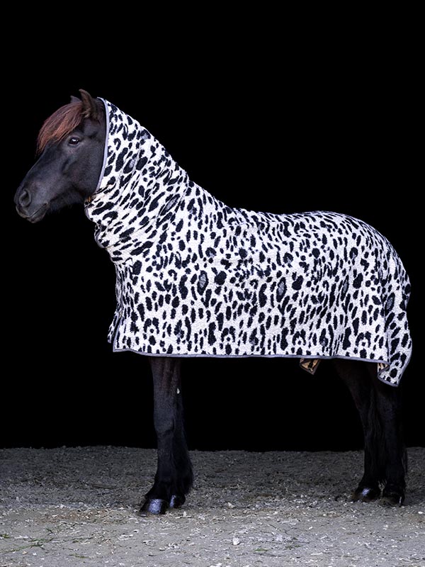 Rapp-Islandpferd trägt Leo-Abschwitzdecke