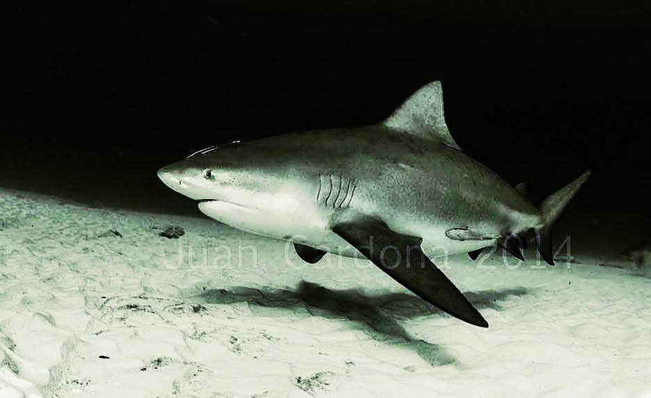 Scuba dive with Bull Sharks in Mexico