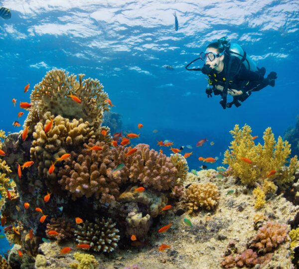 2 Tank Dive Cancun & Riviera Maya