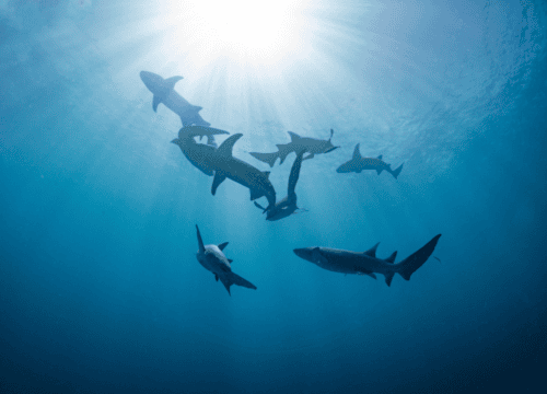 Una aventura en Crucero por el Mar Rojo