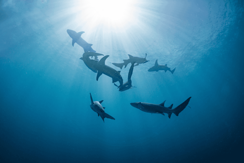 Una aventura en Crucero por el Mar Rojo