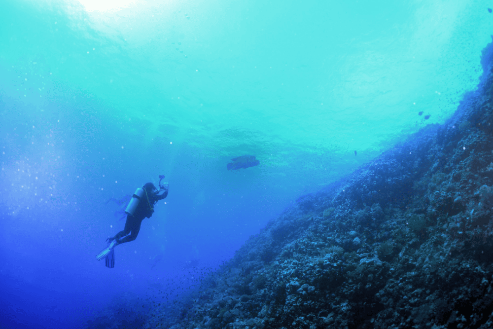 Expedición al Parque Marino del Mar Rojo: Simplemente lo mejor