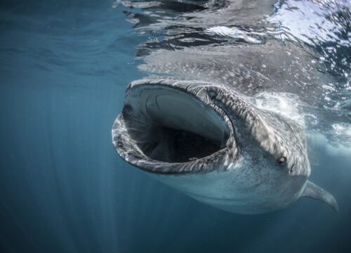 Whale sharks snorkel tour
