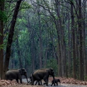 Jaldapara _ Places to Visit, How to Reach and Elephant Safari