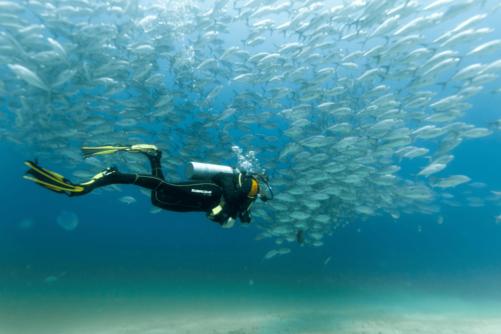 Exploring the Vibrant Reefs of Rocky, Zabargad & St. John's