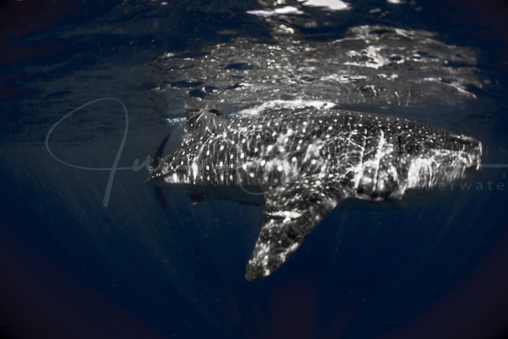 Expedición Whale Shark Cancun - Isla Mujeres