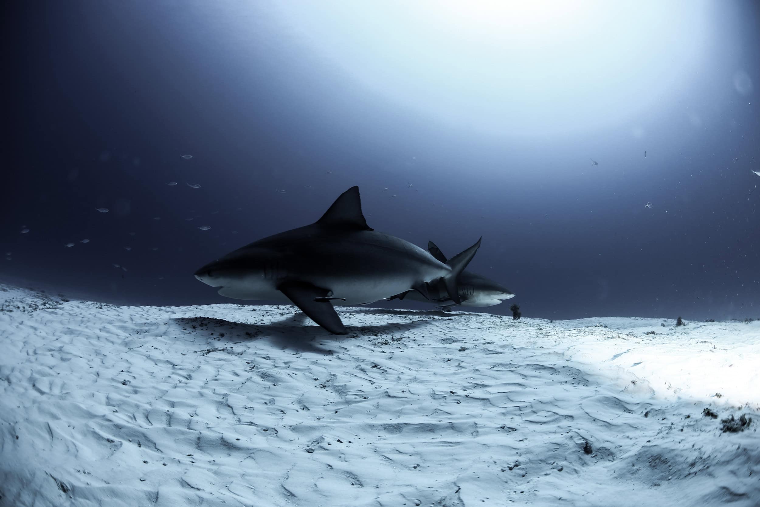 Bucea con los Majestuosos Tiburones Toro