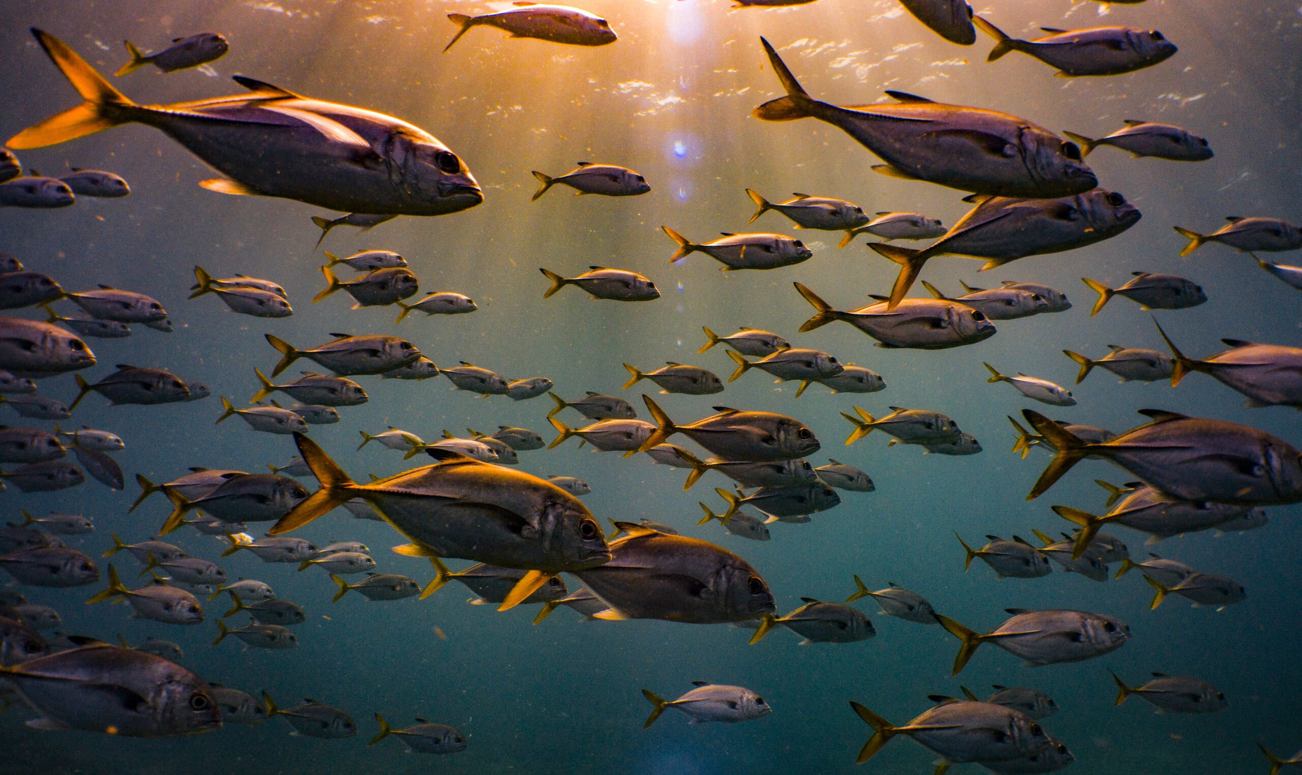 Identificación de peces PADI