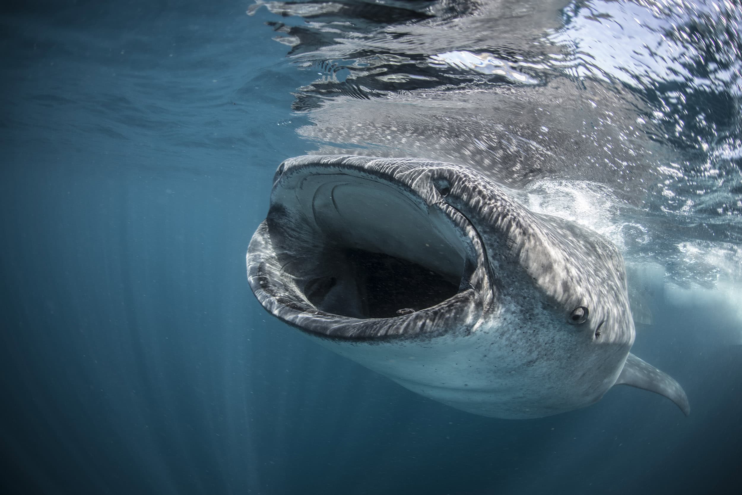 Tour de Snorkel con Tiburones Ballena