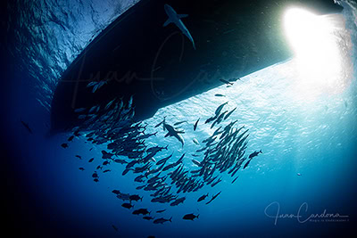 Viaje liveaboard Socorro