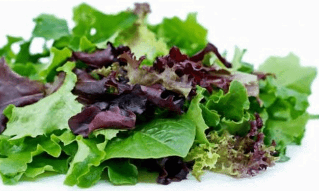 YagerMeister Daily Protein