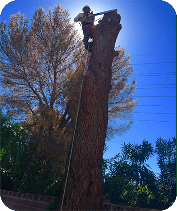 Tree Removal