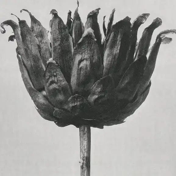 Black and white flower