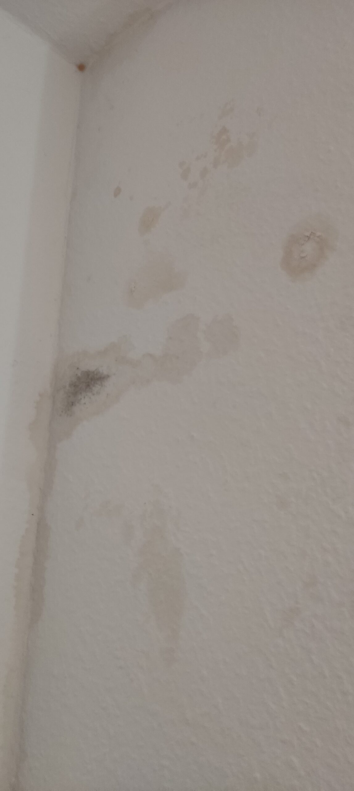Schadensbilder 2 Feuchteeintritt an Tapete