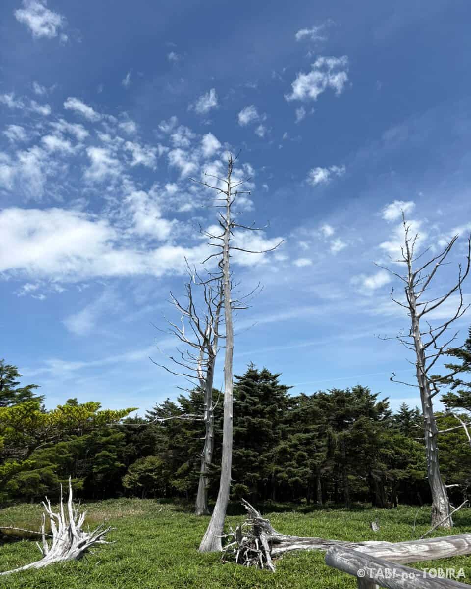 大台ヶ原・東大台ケ原完全クリアコースの正木ヶ原立ち枯れしたトウヒが並ぶ、どこか幻想的な風景が広がるエリアです。  日出ヶ岳から正木峠にかけてはシロヤシオの群生地もあり、見頃は6月上旬〜中旬頃だそう。この日は花の季節ではありませんでしたが、大蛇嵓での緊張のあとにこの景色を歩けたことで、ようやく肩の力が抜けました。  ▶︎詳しいコースレポートはブログ「旅のトビラ☆リタイヤ～ず」で公開中です。プロフィールのリンクからどうぞ。  #大台ヶ原 #正木ヶ原 #東大台ヶ原 #奈良県 #元気充電旅