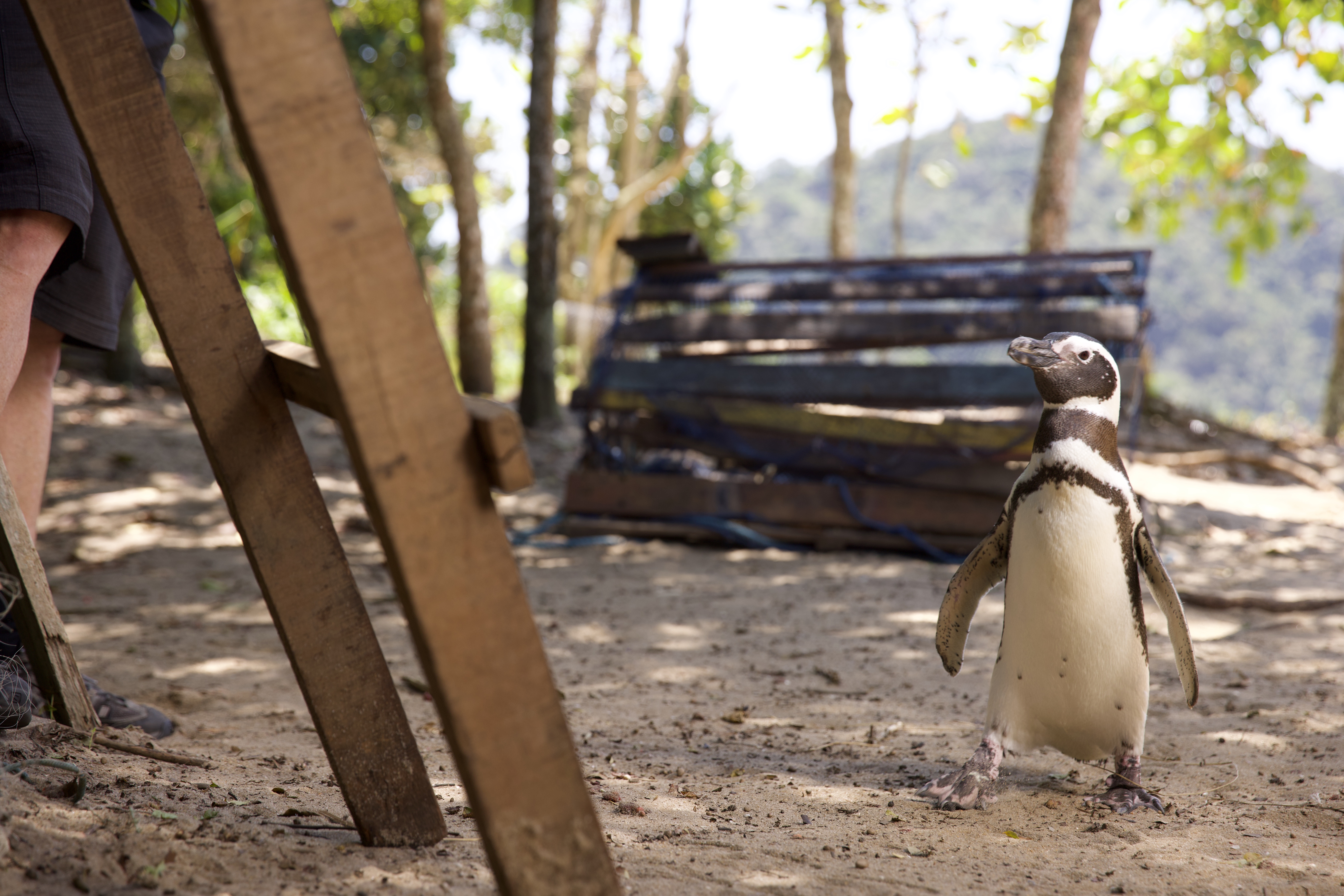 FB_22-081630 CRÍTICA: MEU AMIGO PINGUIM
