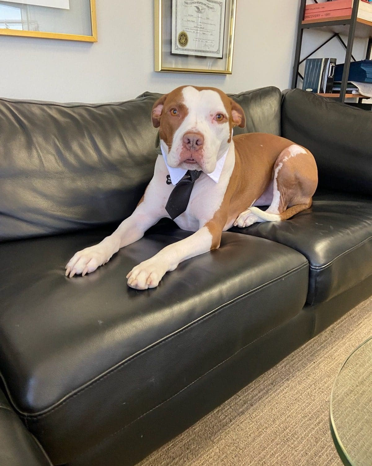 McLovin - Chief Morale Officer