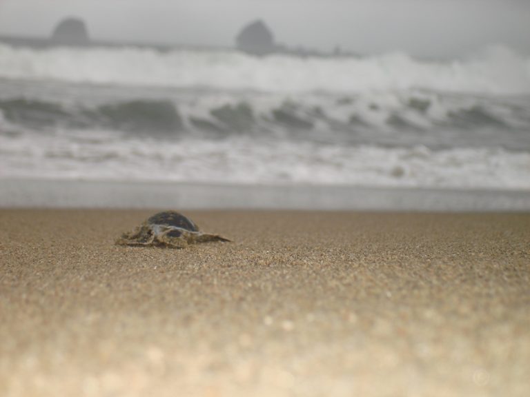 turtle