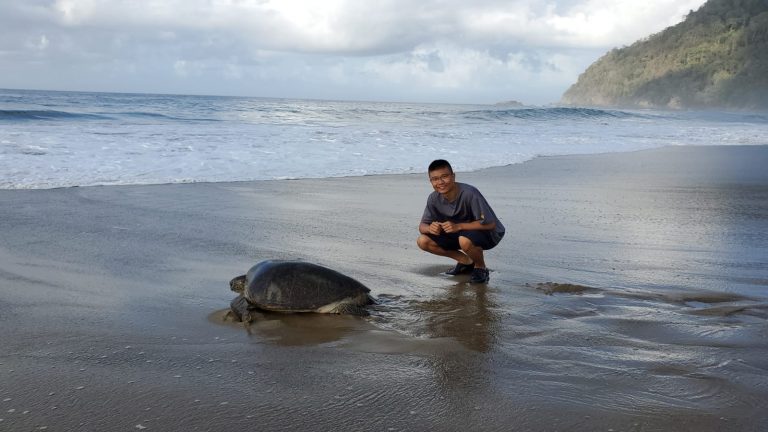 TURTLE THALIA TRAVEL