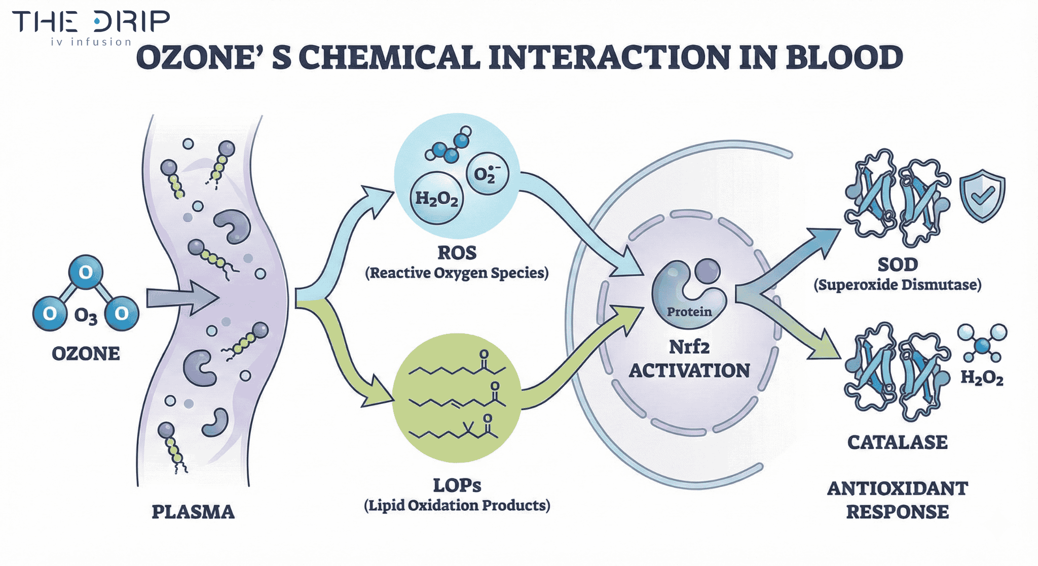 Biochemical diagram of ozone interacting with blood to activate antioxidant pathways.