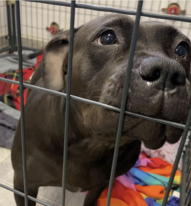 Victorville interim pet shelter