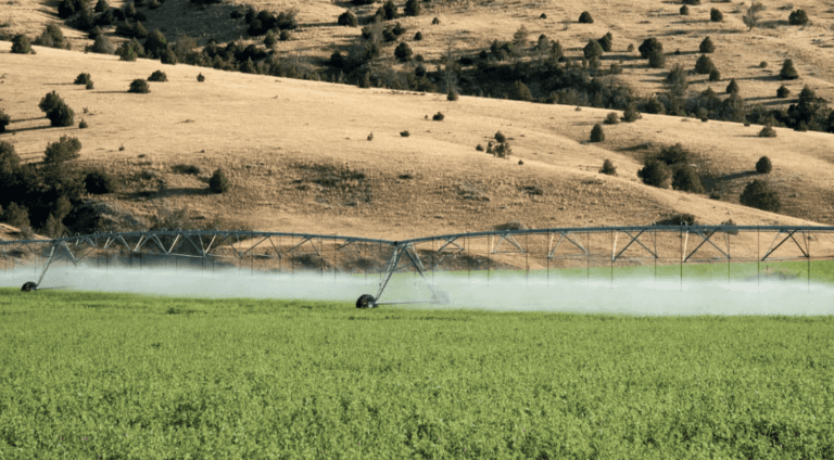 Nonprofit says alfalfa and almond crops depleting California water resources
