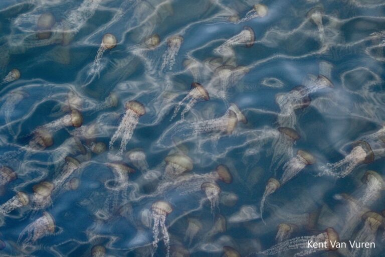 Californians can win an adventure package in the Ocean & Coastal Amateur Photo contest