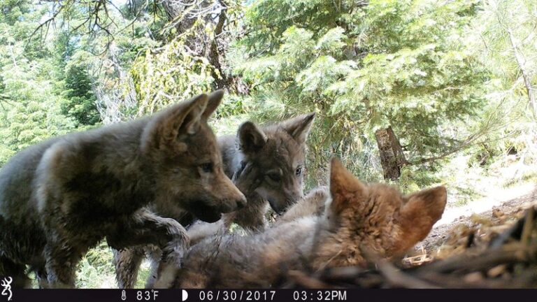 California wolf advocate concerned that only 3 wolf packs had pups this year