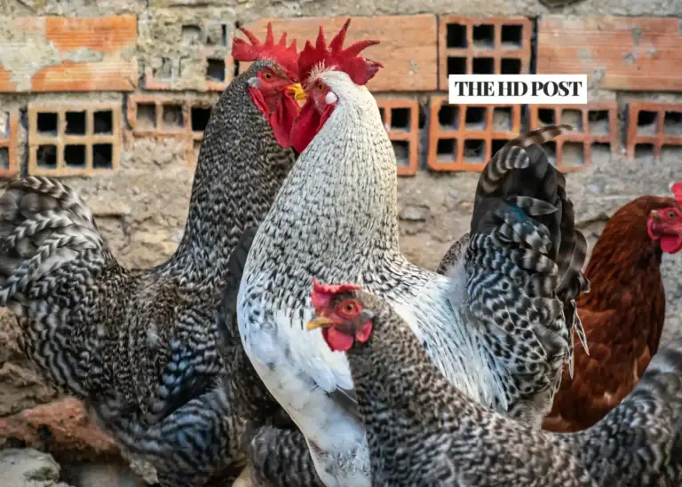 56 arrested, 3,500 birds seized in San Bernardino’s ‘Crowing Rooster’ Cockfighting crackdown