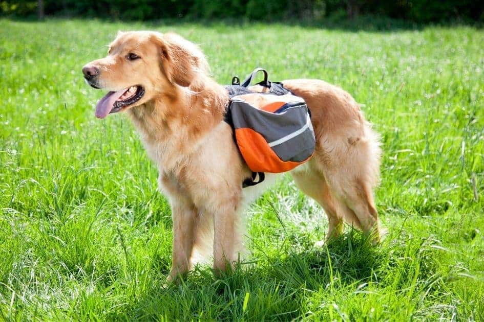 Best Dog Backpacks Reviewed for 2023 How to Choose and Fit