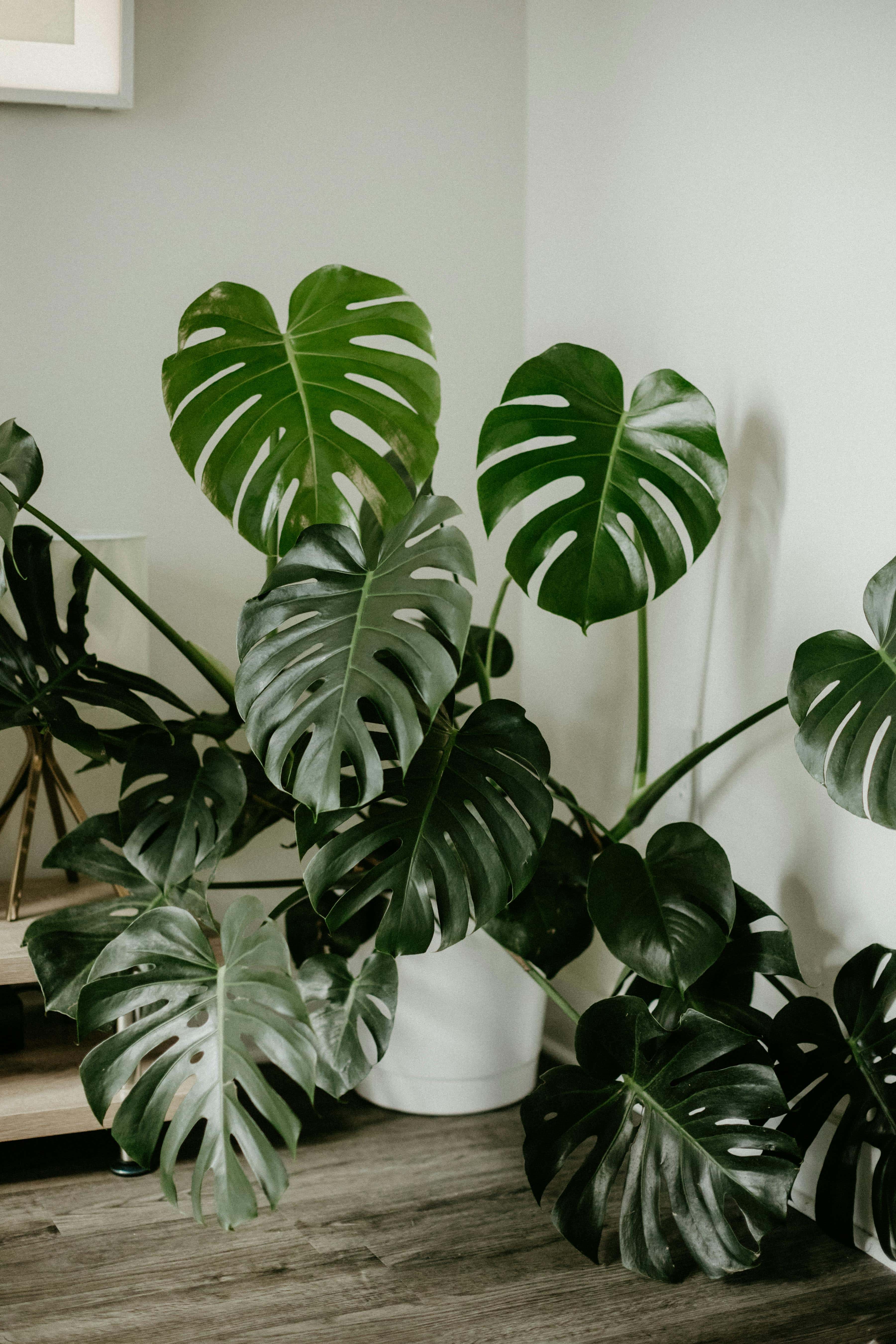 monstera