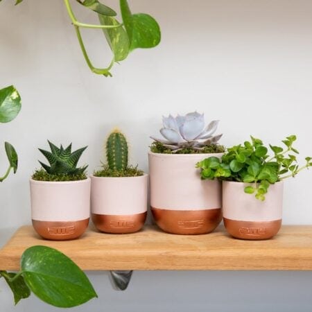 Pretty Pink Plant Gang