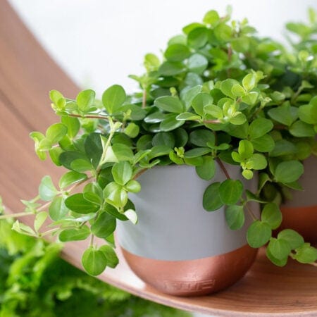 Peperomia Rotundifolia