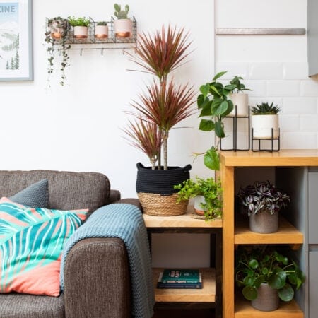 Dracaena Marginata (Bi-colour)