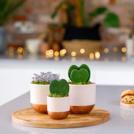 Love Heart Succulent Gang