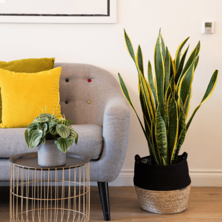 Sansevieria (Snake Plant)