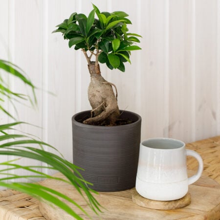 Ficus Ginseng
