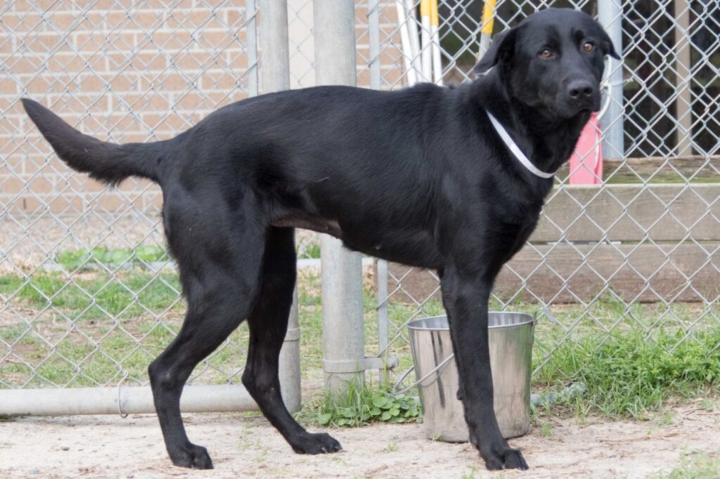 A dog displaying shy/fearful behavior