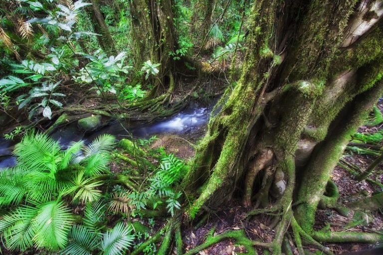 Daintree Rainforest Cairns